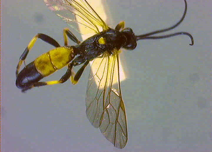 Ichneumonidae 5